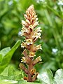 Orobanche hederae inflorescence (85).jpg