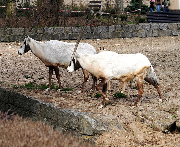 File:Oryx leucoryx Dvur zoo 4.jpg