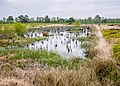 * Nomination Landscape at the Venner Moor bog. Venne, Ostercappeln, Lower Saxony, Germany --Basotxerri 15:08, 14 June 2017 (UTC) * Promotion Good quality. --Poco a poco 19:15, 14 June 2017 (UTC)