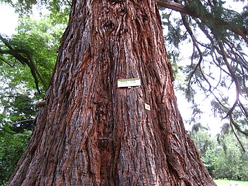 Sequoia em Windeck Park