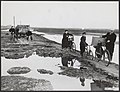 Ouwerkerk (bij Zierikzee) na 10 maanden uit isolement bevrijd; fam. Van Oeveren op weg naar "huis", 21-12-1953