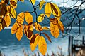 English: Autumnal castanea sativa leaves Deutsch: Herbstlaub der Edelkastanie