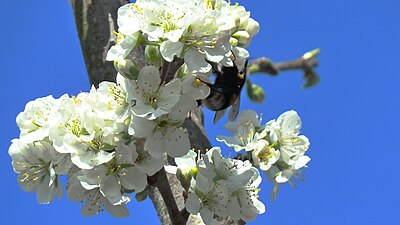 Bumblebees of Upper Swabia
