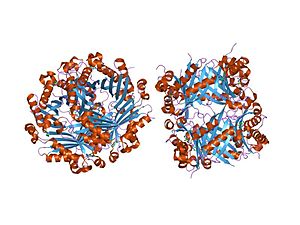 PDB 1sql EBI.jpg