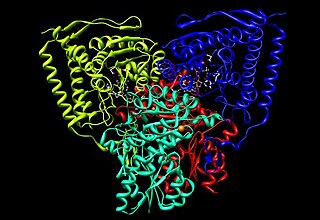 Pyruvate dehydrogenase