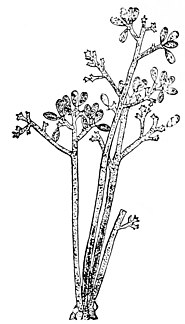 PSM V42 D663 Fruiting branches.jpg