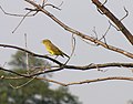 Thumbnail for File:Palm Warbler PPK.jpg