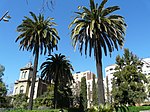 Palmera dels jardins del Mestre Balcells (Barcelona)