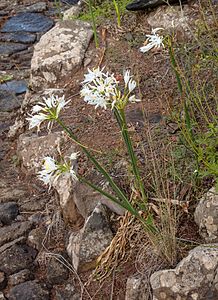 Pancratium canariense Habitus