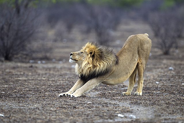 Lion mâle adulte en train de s'étirer, dans le parc national d'Etosha, en Namibie.\n (définition réelle 3 000 × 2 000)