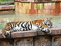 Tiger (Panthera tigris)