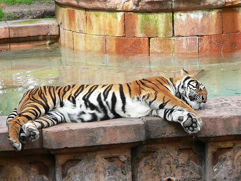 File:Panthera tigris9.jpg