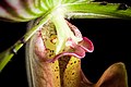 Paphiopedilum lawrenceanum Labellum