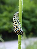Thumbnail for File:Papilio machaon caterpillar Paludi 02.jpg