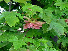 Paprastasis klevas (Acer platanoides)