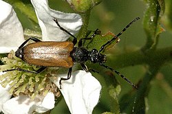 Brachyleptura (Paracorymbia) maculicornis, De Guer, 1775