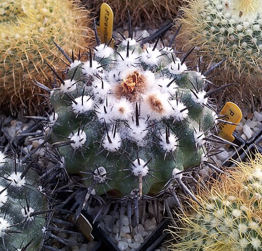 Parodia subterranea 01