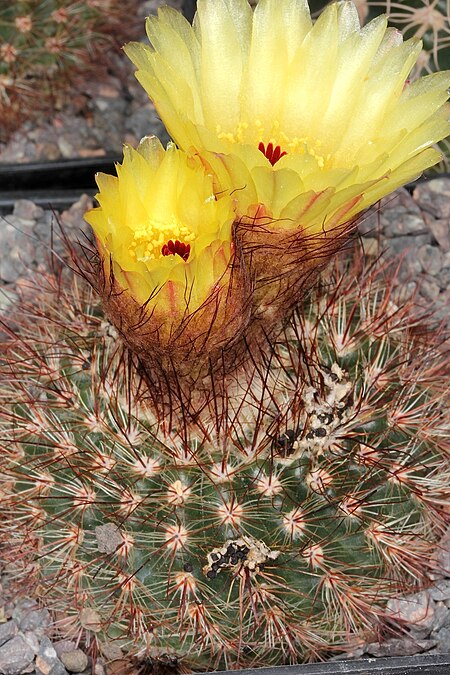 Parodia tabularis