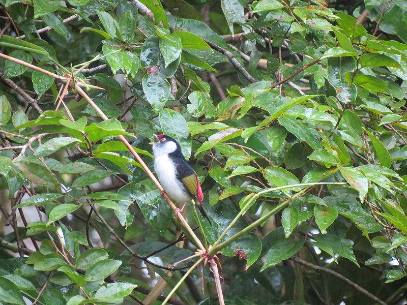 File:Parque do Zizo 22,23 e 24 de março de 2013 076.jpg