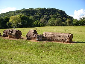 Parque paleobotânico de Mata..JPG