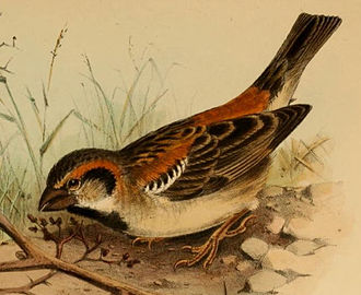 A detail of an illustration by Henrik Gronvold, showing a male Shelley's sparrow Passer shelleyi.jpg