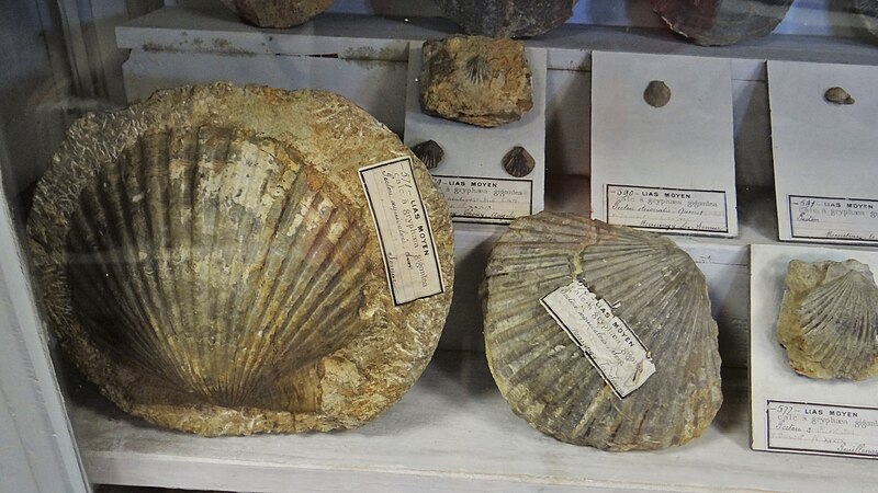 File:Pecten aequivalvis , Semurs-en-Auxois Museum, France.jpg