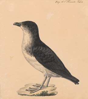 Descrição da imagem Pelecanoides berardi - 1700-1880 - Impressão - Iconographia Zoologica - Coleções Especiais Universidade de Amsterdã - UBA01 IZ17900005 (cortada) .tif.