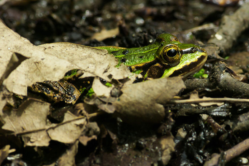 File:Pelophylax esculentus 01.jpg