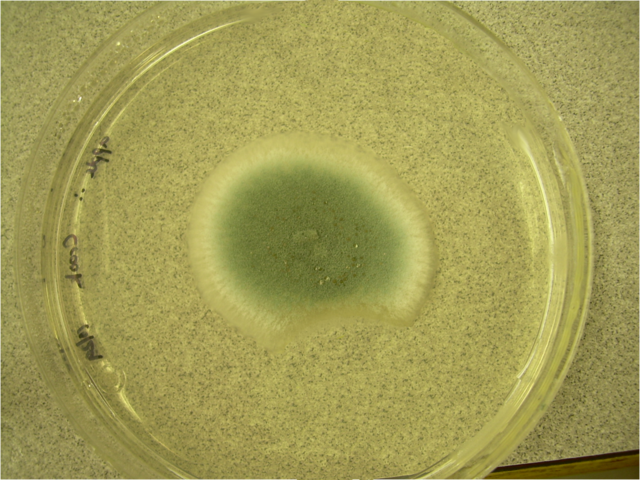 Description de l'image Penicillium digitatum plate.png.