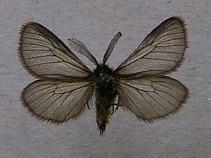 Black moth (Penthophera morio), ♂