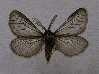 <i>Penthophera</i> Genus of moths