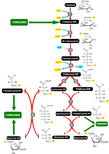 File:Pentose phosphate pathway-ru.png