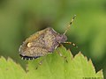 Peribalus strictus (Fabricius, 1803)