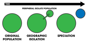 Figure 1: Peripatric speciation