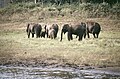 Elefanten im Periyar-Nationalpark