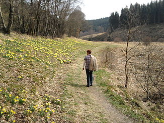 Perlenbachtal in het voorjaar