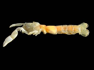 Callianassidae Family of crustaceans