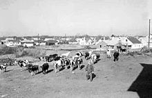 A suburban housing development in Richfield, Minnesota, in 1954 Pf006593-suburbs with cows.jpg