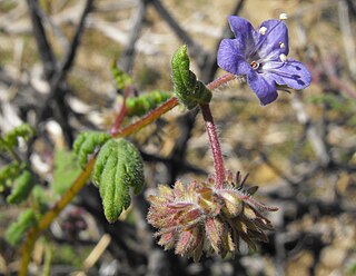 <i>Phacelia distans</i> species of plant