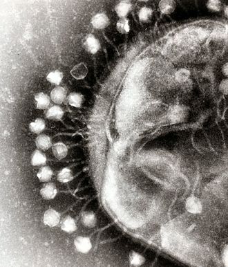 Bacteriophages attached to a bacterial cell wall Phage.jpg