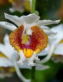 Phaius pulcher Perrieri 0zz - cropped.jpg