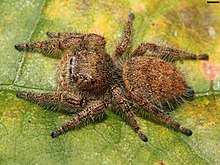 Phidippus princeps 1207.jpg