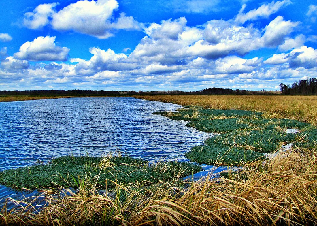 Phinizy Swamp Nature Park