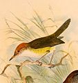 Phyllergates cuculatus riedeli 1898.jpg
