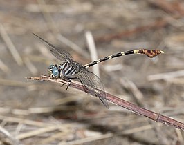 Phyllogomphoides albrighti