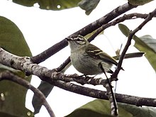 Phylloscartes ceciliae - Alagoas Tyrannulet (dipotong).jpg