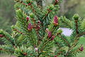 Сербень кузонть (Picea omorika) кузонь чуля. Кастазь чувтось Кейла ошсо, Эстэнь Масторсо