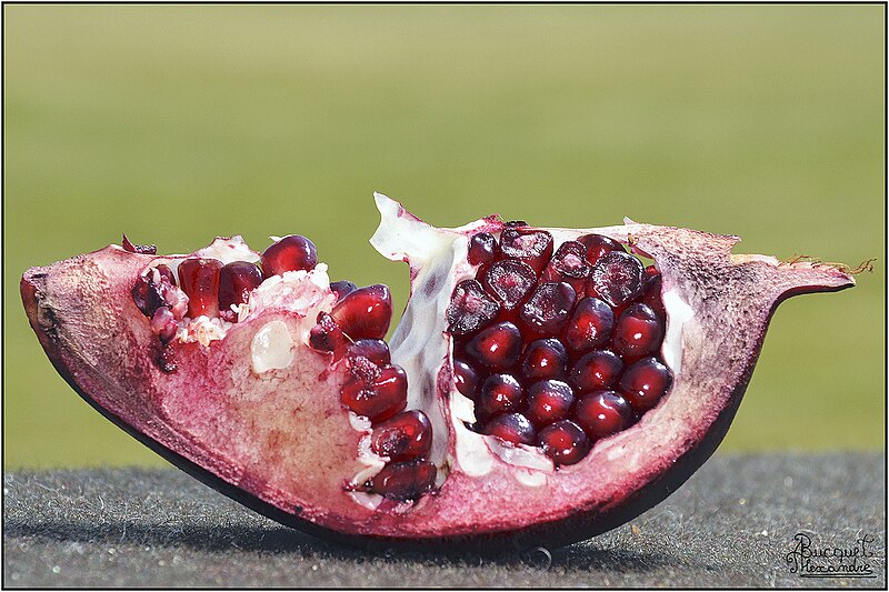 File:Piece of pomegranate (Hmmmm (64912327)).jpg