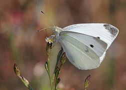 白粉蝶 Pieris rapae