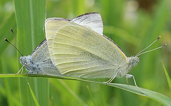 Лептир купусар (Pieris rapae)